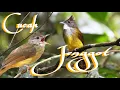 Download Lagu Burung cucak jenggot - Harga cucak jenggot Jawa dan cucak jenggot medan