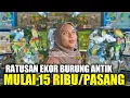 Download Lagu UPDATE HARGA LOVEBIRD ! RATUSAN EKOR LOVEBIRD WARNA ANTIK DIJUAL UGAL2AN HARI INI DIPASAR PRAMUKA