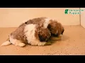 Darling Shih Tzu Puppies