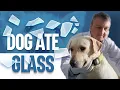 My Dog Ate Glass - What Should I Do