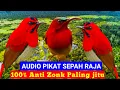Download Lagu Suara pikat burung sepah raja || pancingan burung sepah raja paling ampuh