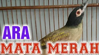 burung ara mata merah gacor isian mewah owner cpy sufyan
