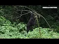 Infant mountain gorilla playing in tree - Gorilla Doctors