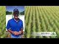 Corn Root Lodging