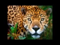 Download Lagu Maskio \u0026 Sebastien Leger - Jaguar (Freaker Booty Mix)