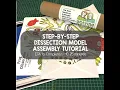 Dissection Models Frog Model Assembly