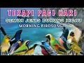 Download Lagu TERAPI BURUNG PAGI HARI DAN MALAM HARI, Nature sounds with birds, Tropical birds sounds