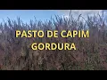 Download Lagu Capim gordura vantagens e desvantagens