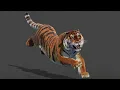 Animated Siberian Tiger 3D Model Rigged - VFX CGI Ready