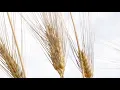 Dal Grano Al Pane