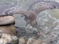Birds and Fish in Laojie River