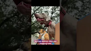 Mondays are better with wagging tails