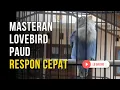 Masteran Lovebird Paud Belajar Bunyi