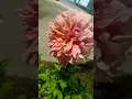 Download Lagu ##dahlia flower ##😍😍😍😍🥰