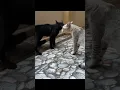Download Lagu Suara Kucing Berantem, Seram #cat #cats #catlover #pecintakucing #kucinglucu
