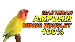 Download MASTERAN LOVEBIRD MINOR KONSLET JANTAN , SUARA DOBELAN MP3