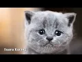 Download Lagu SUARA KUCING untuk Memanggil Kucing