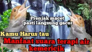 Download manfaat terapi air mengalir/kemericik untuk burung prenjak MP3