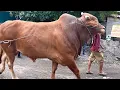 Download Lagu SAPI MONSTER WARISNO AMUNISI BERKAH WAFA FARM 🔥