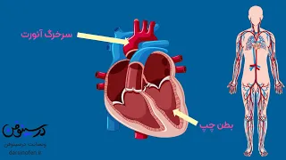 انیمیشنی جالب درباره ساختار قلب انسان                                      دندنها