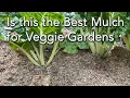How to Use Pea Straw Mulch Benefits and How to Use it including Application Rates