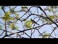 Download Lagu Dekukur birds in nature relax.