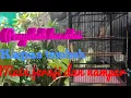 Download Lagu Penyebab dan solusi Kapas tembak main jeruji dan nampar @harzalisutan1563
