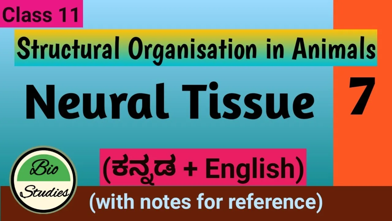 Class 11 - Structural Organisation in Animals - 07 - Neural Tissue