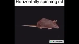 Horizontally Spinning Rat But Its You Spin Me Right Around Extended Version 