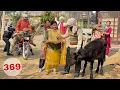 Lagu ਹੀਰੇ ਅਮਲੀ ਨੇ ਕਰਨੈਲ ਕਾ ਕੱਟਾ ਚੋਰੀ ਕਰ ਲਿਆ । LATEST PUNJABI COMEDY 2026