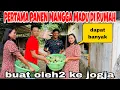 PANEN MANGGA MADU DI RUMAH BUAT OLEH2 KE JOGJA TERNYATA DAPAT BANYAK BANGET