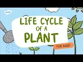 Life Cycle of a Plant Learn Parts of a Plant Twinkl USA