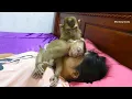 Download Lagu Good And Smartest Monkey Dodo Super Take Care Little Donal To Sleep With Mom
