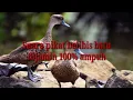 Download Lagu suara pikat belibis batu dijamin ampuh 100% gacor