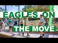 Eagles on the move