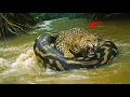 Download Lagu Ketika Predator Amazon Bertarung Untuk Bertahan Hidup! JAGUAR VS ANACONDA