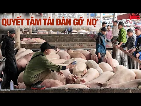 Giá heo lên 80. Người dân đổ xô tái đàn gỡ nợ | NNHN
