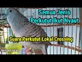 Suara Perkutut Crossing Gacor Bagus Untuk Masteran #perkutut #perkututcrossinggacor