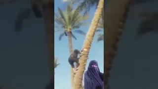 الراجل قطع النخلة فانتقمت منه Shorts 