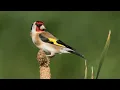 Download Lagu Best goldfinch song 2025 | best training song