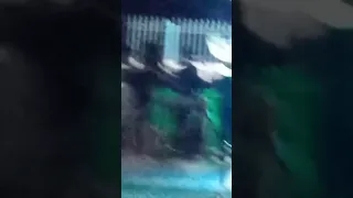 سهرة عائلية قنار بيش جيجل مع الشاب وحيد والشراب عصام 