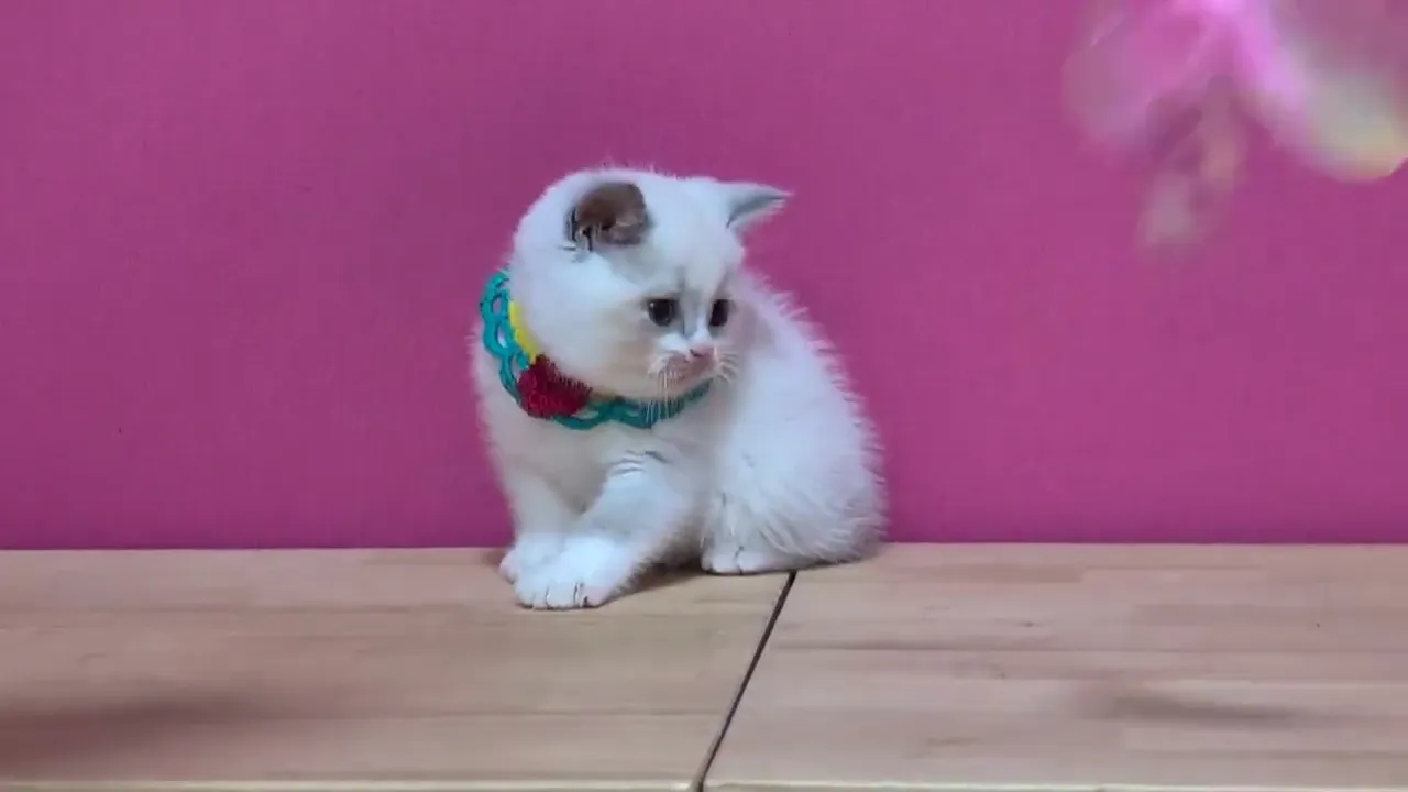 動画