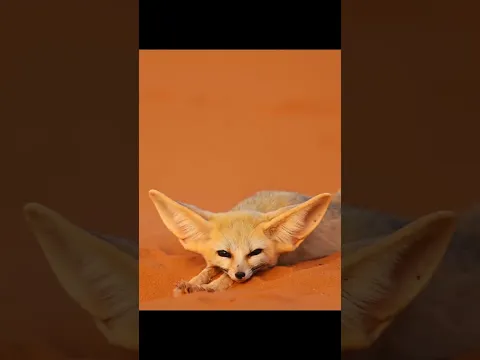 Meet the Adorable Fennec Fox 🦊 | Nature’s Tiny Desert Survivor!