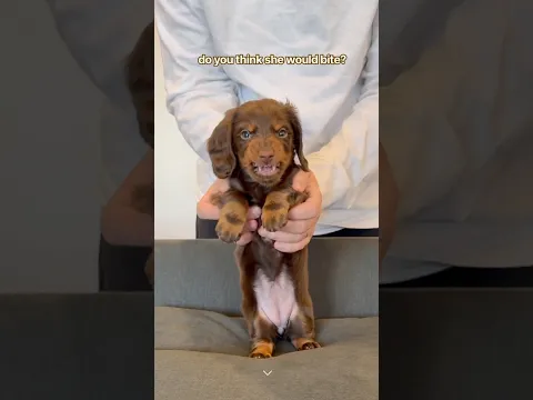 what do you think? #minidachshund #puppy #cutedog #funnydogs #cutepuppy #cutepets #funnypets #dog