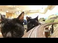 Do you still want to take this train
