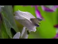 Kung Fu Mantis Vs Jumping Spider | Life Story | BBC