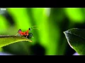 Lagu Kung Fu Mantis Vs Jumping Spider | Life Story | BBC