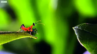 Kung Fu Mantis Vs Jumping Spider Life Story BBC 