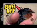 You Need This - No More Ticks Mosquitos