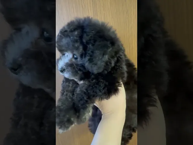 動画